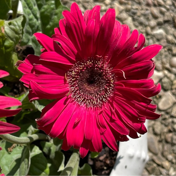 Meet your Posher, Nina - Picture 2 of 4